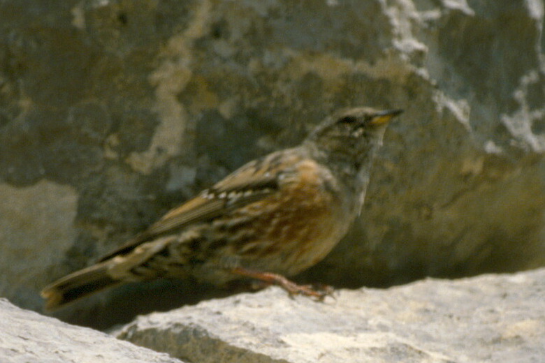 AAL - Accenteur alpin - Prunella collaris 09 Espagne.jpg
